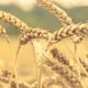 Wheat - Distillers Grains